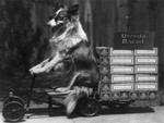 Free Picture of Dog Riding Wagon