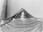 Free Picture of Woman Under Cloth