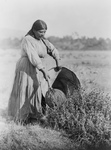 Free Picture of Pomo Woman Gathering Seeds