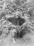 Free Picture of Man in Bear Costume