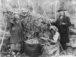 Free Picture of Siwash Indian Hop Pickers