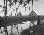 Free Picture of Pyramids Through a Palm Grove