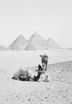 Free Picture of Camels and Men Near the Pyramids of Giza