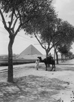 Free Picture of Great Pyramid of Cheops Through Trees
