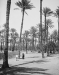 Free Picture of People Walking Through a Forest of Palm Trees