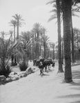 Free Picture of Camel Caravan in a Palm Grove, Memphis, Egypt