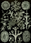 Free Picture of Lichen