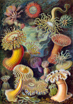 Free Picture of Sea Anemones (Actiniae)