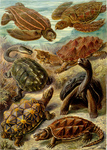 Free Picture of Turtles, Chelonia