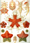 Free Picture of Asteroidea, Starfish, Sea Stars