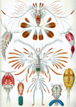 Free Picture of Copepoda