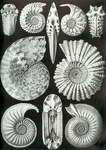 Free Picture of Ammonitida