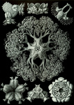 Free Picture of Ophiodea, Brittle Stars, Sea Stars