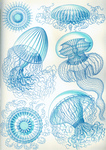 Free Picture of Jellyfish
