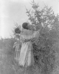 Free Picture of Buffalo Berry Gatherers