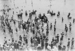 Free Picture of Horses in Water at Coney Island