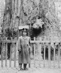 Free Picture of President Roosevelt, Big Tree Grove