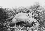 Free Picture of Roosevelt With Elephant He Just Killed