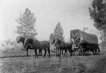 Free Picture of Horse Drawn Wagon