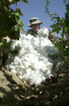 Free Picture of Soldier With Cotton