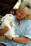 Free Picture of Rabbit Veterinarian
