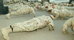 Free Picture of Soldiers Doing Pushups