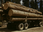 Free Picture of Logging Ponderosa Pine