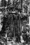 Free Picture of Lumberjacks on a Stump