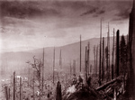 Free Picture of Devastated Forest