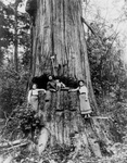 Free Picture of Lumberjack Posing in Tree