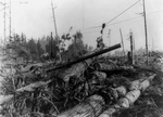 Free Picture of Fir Logging