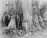 Free Picture of Giant Cedar Tree