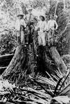 Free Picture of Men on a Stump
