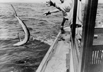 Free Picture of Tossing a Swordfish