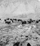 Free Picture of Bison Herd at Yellowstone