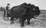Free Picture of Bison Pulling a Woman in a Cart