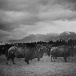 Free Picture of Bison in Butte, Montana