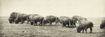 Free Picture of Group of Bison