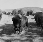 Free Picture of Buffalo Herd