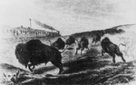 Free Picture of Hunters Shooting Buffalo From a Train