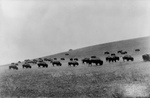 Free Picture of Bison Grazing