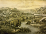 Free Picture of Buffalo Herd