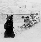 Free Picture of Bear Pulling a Sled