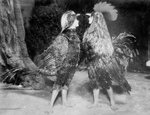 Free Picture of May Blayney and Maude Adams as Chickens in Chantecleer