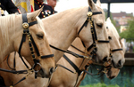 Free Picture of Marine Corps Mounted Color Guard on Palaminos