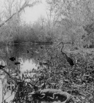 Free Picture of Alligator and Bird in a Swamp