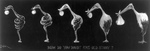 Free Picture of Evolution of a Snake Into a Stork