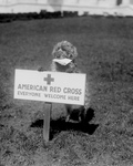 Free Picture of American Red Cross Dog