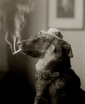 Free Picture of Dog Smoking a Cigarette and Being Humanlike