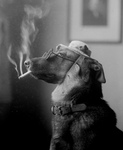 Free Picture of Dog Smoking